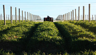 Charges Filed, Authorities Seeking Woman In $450,000 Ginseng Farm Swindle