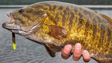 New Estimate Shows Healthy Mille Lacs Smallmouth Bass Population