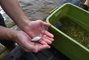 Minnesota DNR Stocks White Bass Into Lake Phalen For Fourth Consecutive Year