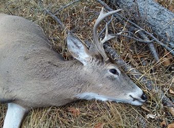 Chronic Wasting Disease Testing Is Mandatory In Central, North-central And Southeast