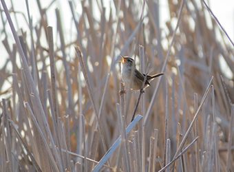 Bringing Them Back – State DNR Conservation And Protection Measures Strive To Increase Bird Population