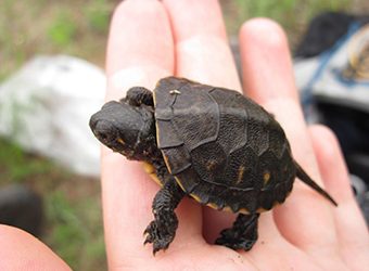 Why The Turtle Crosses The Road