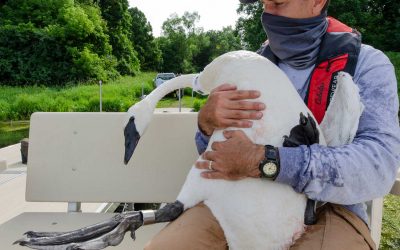 Trumpeting Success, Swans Make Comeback