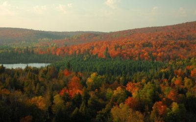 Don’t Miss The Show On These Minnesota State Forest Fall Color Drives