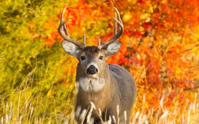 DNR Continues Chronic Wasting Disease Response With Two Special Hunts