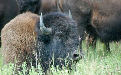 Minnesota Bison Conservation Herd Helps Preserve Natural Legacy