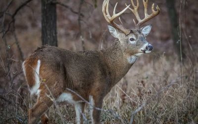 Hunters Can Begin Planning With The 2021 Deer Hunting Season Details
