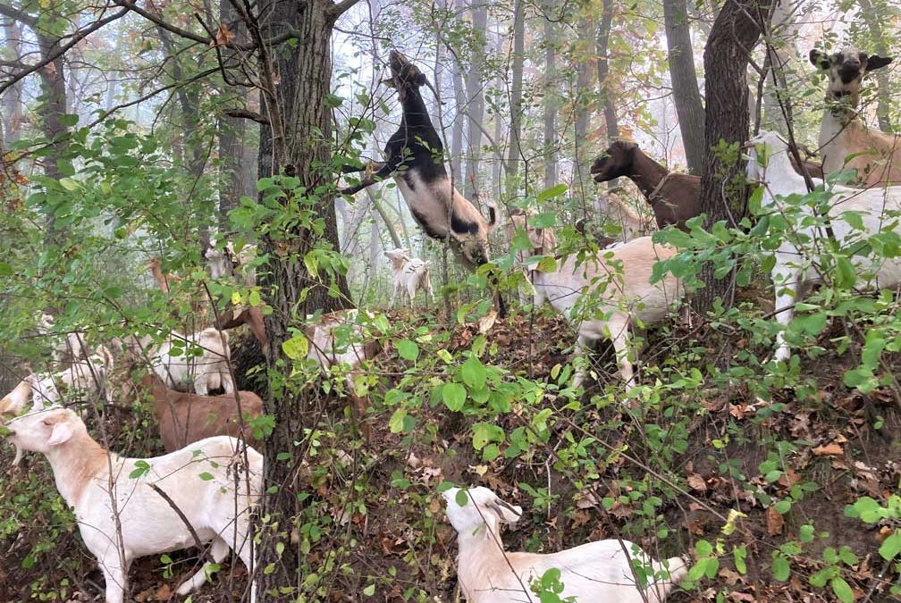 Buckthorn Be Gone – Invasive Species A Four-Season Challenge To State Parks And Trails Staff