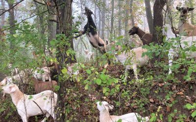 Buckthorn Be Gone – Invasive Species A Four-Season Challenge To State Parks And Trails Staff