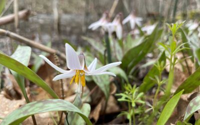 One of Nature’s Harbingers of Spring: State Park Wildflowers