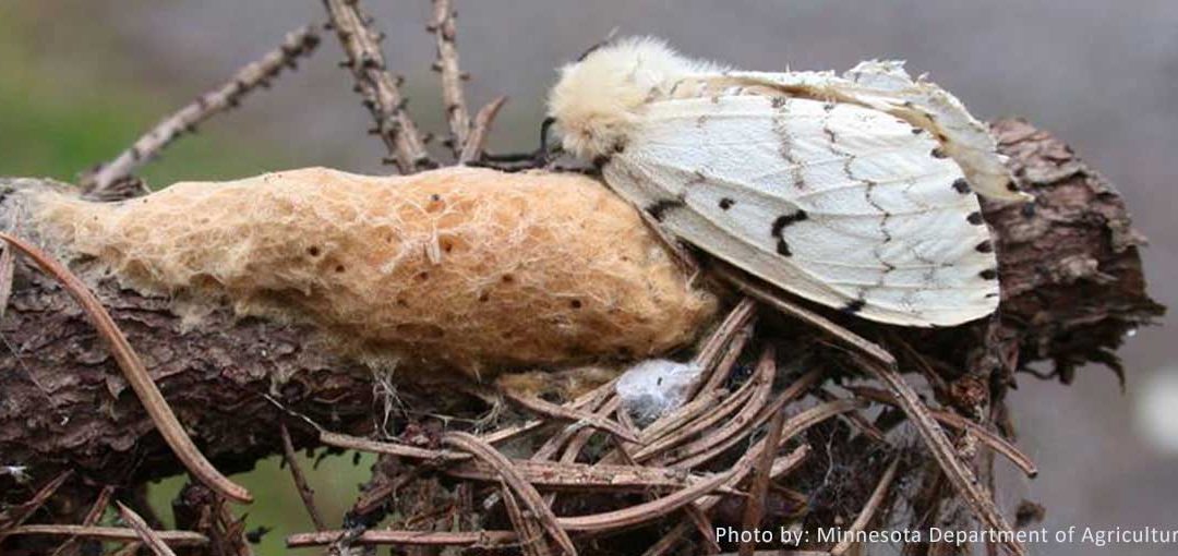 Society Renames Gypsy Moth To Spongy Moth