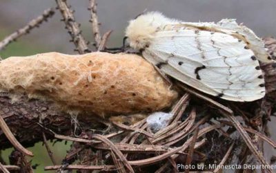 Society Renames Gypsy Moth To Spongy Moth