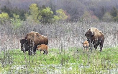 Bison At Minnesota State Park Produce Record Number Of Calves