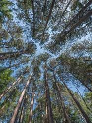 Lake Bemidji State Park