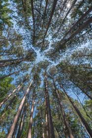 Lake Bemidji State Park