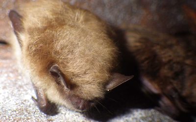 Bat Housing As One Antidote To The Catastrophic White-nose Syndrome