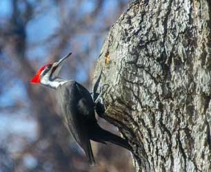 Adventures At Fort Snelling State Park What You Don’t See You Will Hear: The Search For Wily Woodpeckers