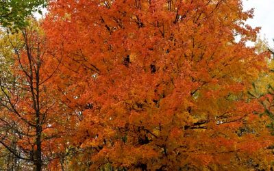 State Park Staff Explain The Art And Science Of Predicting Fall Color