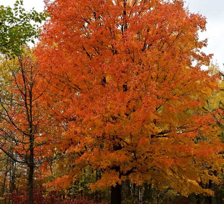 State Park Staff Explain The Art And Science Of Predicting Fall Color