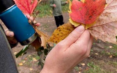 Adventures At Wild River State Park – A Fall Hike Reveals The Mysteries Of Fall Leaf Color