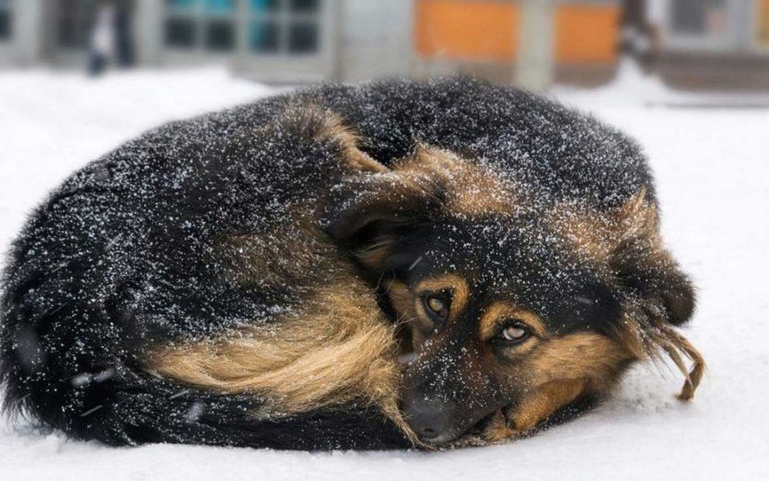 What’s Too Cold For Animals Left Outdoors In The Winter?