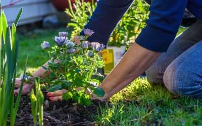 How To Pick The Right Plants For Your Location