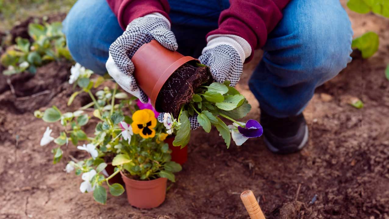 4-1-Preparing-annuals-for-planting