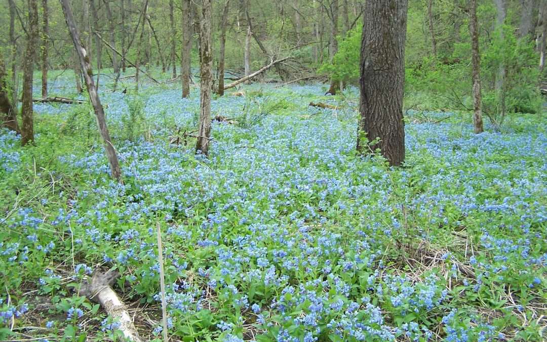 Carley State Park In Southeast Minnesota Offers A Wealth Of Color