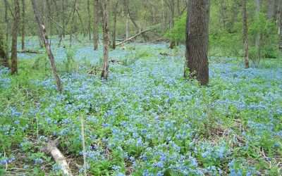 Carley State Park In Southeast Minnesota Offers A Wealth Of Color