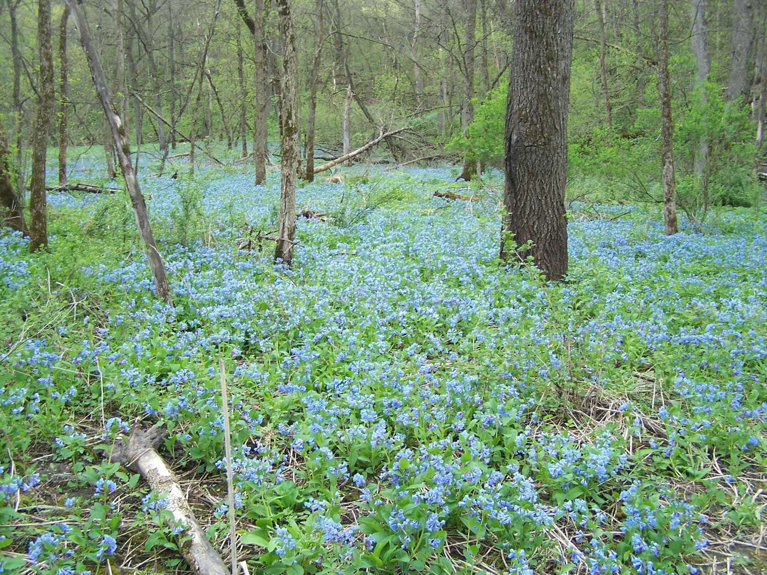 6-1-Carley-Bluebells-by-Michael-Reed