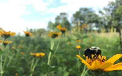 How To Help Minnesota’s Invaluable Pollinators